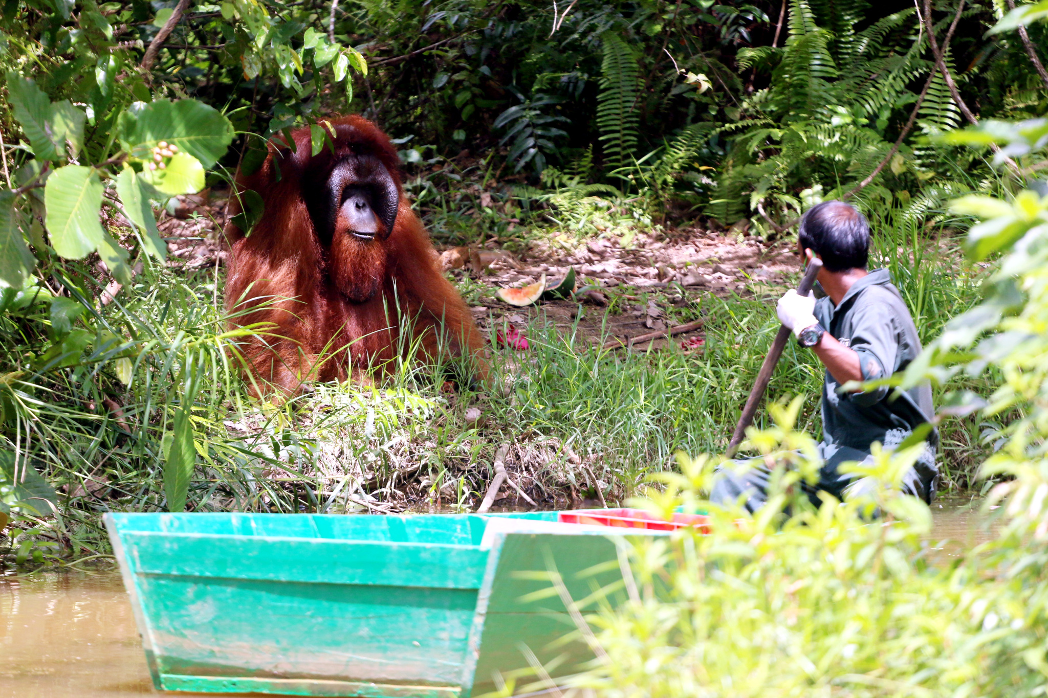 BNI dan HK Dukung Rehabilitasi Orangutan