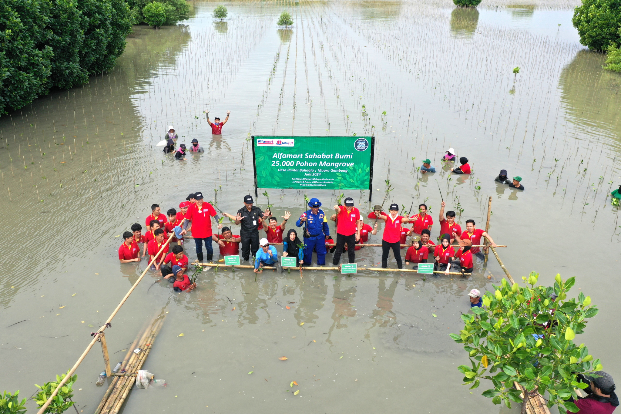 Peringati HUT ke-25, Alfamart Lestari Lingkungan Tanam 25.000 Bibit Mangrove di Muara Gembong, Upaya Cegah Abrasi Pesisir Pantai