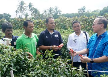 Pelatihan Antisipasi Virus Gemini