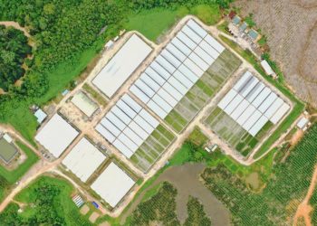 Persemaian Modern Bibit Pohon