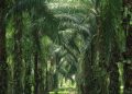 Lahan sawit di kawasan hutan