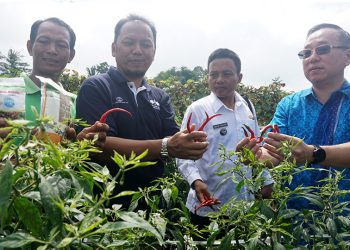 Pelatihan Antisipasi Virus Gemini