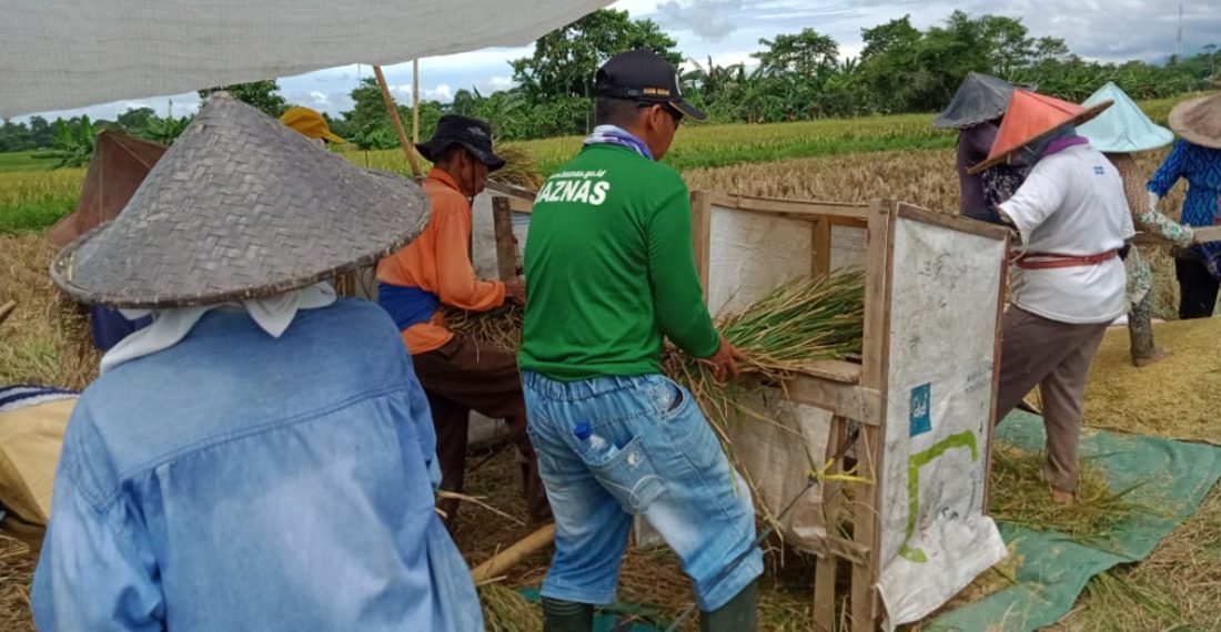 Peran BAZNAS dalam Tingkatkan Hasil Panen Padi di Serang