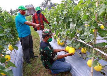Panen Melon di Tengah Pandemi