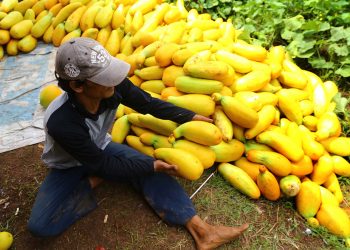 Permintaan Timun Suri Meningkat