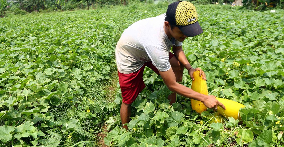 Permintaan Timun Suri Meningkat