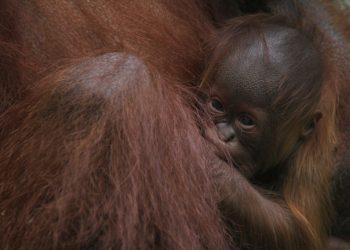 Kelahiran Bayi Orang Utan