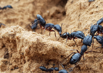 Ini Maksud LIPI Sebut Kiamat Sudah Dekat