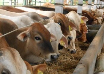 Mau Motong Hewan Qurban Saat Pandemi, Nih Caranya!