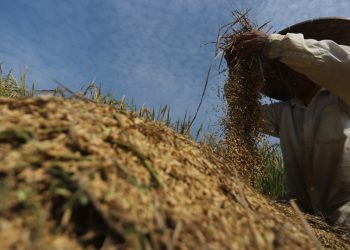 Jokowi Minta Program Stimulus Ekonomi Menjangkau Para Petani