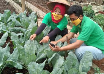 Urban Farming Dengan Aplikasi SIPINDO