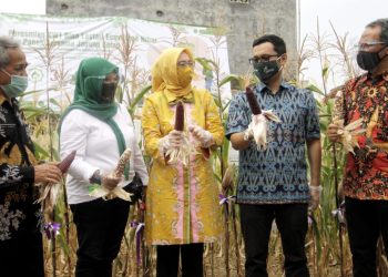 Giat Pertanian Perkotaan