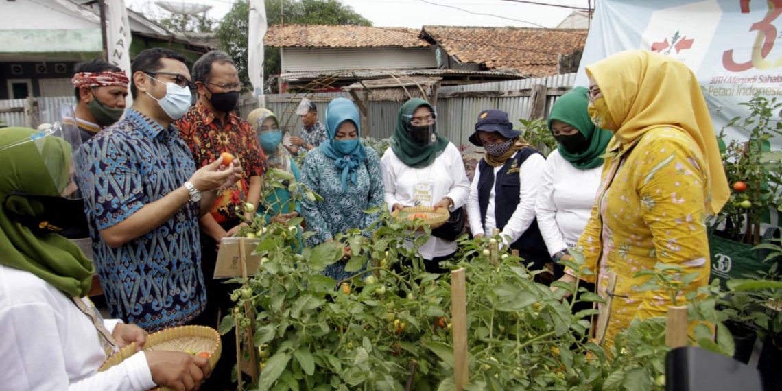 Ewindo Berikan Edukasi Ibu Rumah Tangga Budidaya Sayuran di Pekarangan Rumah