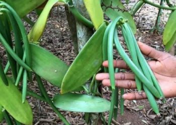 Mendongkrak Kembali ‘Si Emas Hijau’