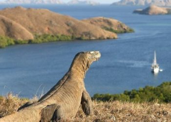 Pembangunan Terintegrasi di Pulau Komodo Sudah 30 Persen, Tiba-tiba Muncul Isu Jurassic Park