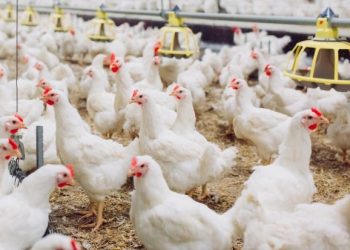 Indef: Ketersediaan Data di Industri Unggas Mendesak