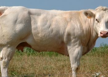 Sikomandan, Program Indukan Sapi Premium Kementan di 12 Provinsi