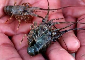 KPK: Kasus Edhy Prabowo Diduga Terkait Calon Eksportir Benih Lobster