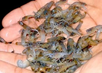 Menteri KKP yang Baru Harus Progresif, Cabut Izin Ekspor Benih Lobster