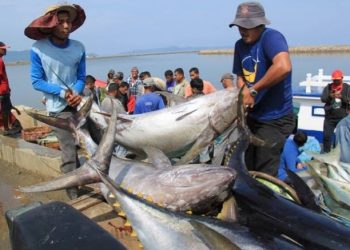 Kemendag dan KKP Lepas 15 Ton Ekspor Tuna ke Korsel Melalui SRG Sektor Perikanan