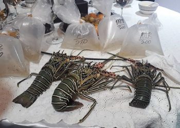 Kemenkeu Catat Ekspor Benih Lobster Capai 42 Juta Ekor di Era Edhy Prabowo