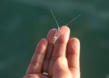 Sempat Ditentang Susi, Izin Ekspor Benih Lobster Banyak Kejanggalan