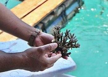 Indonesia – Korea Bangun Rehabilitasi Terumbu Karang di Bali, Serap 11 Ribu Tenaga Kerja