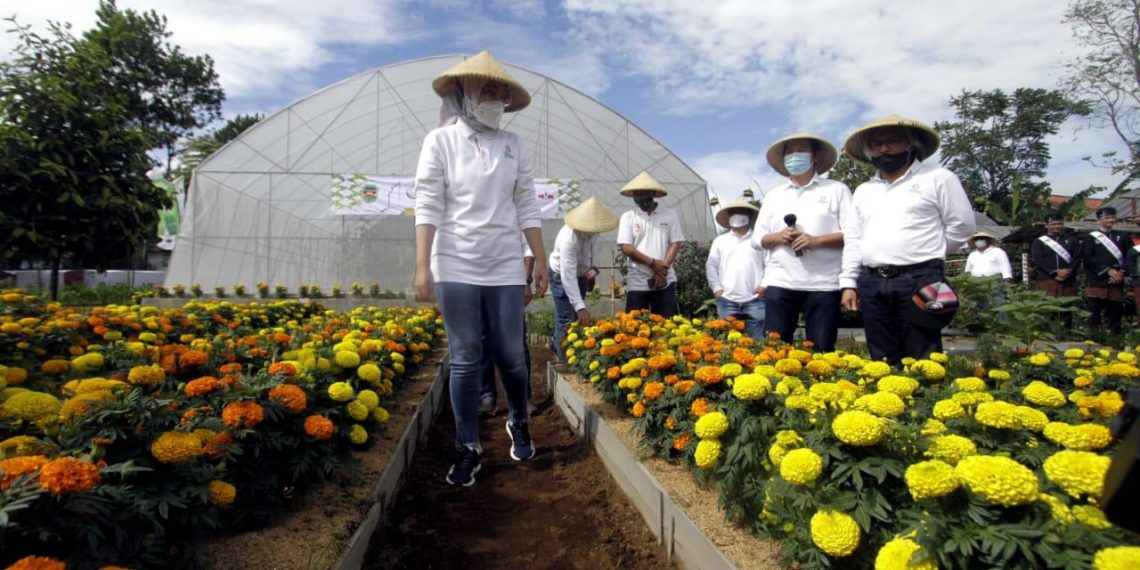 Edukasi Urban Farming
