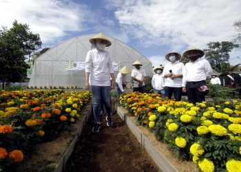 Edukasi Urban Farming