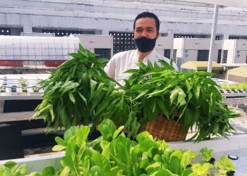 THE 1O1 Bogor Suryakancana Sulap Rooftop Jadi Kebun Hydroponik, Menu Sehat dan Segar Bagi Tamu Hotel