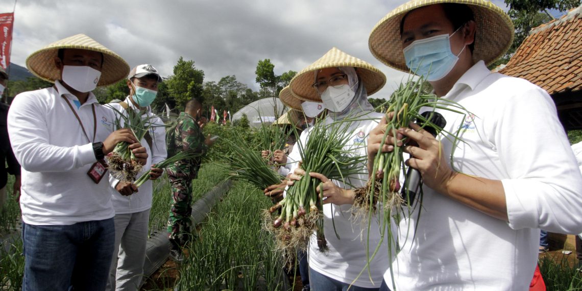 Edukasi Urban Farming