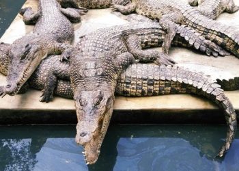 Nilai Tambah Kerajinan Kulit Buaya Berharga Puluhan Juta, BPPI Kemenperin Perkuat Pelatihan di Papua