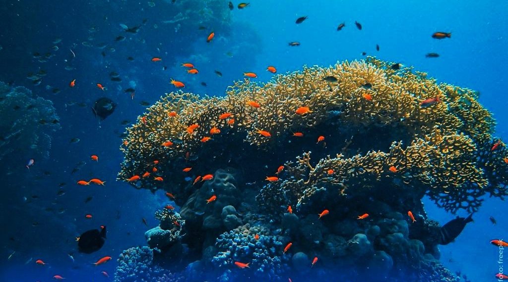 63.964 Struktur Karang Ditenggelamkan Untuk Memperkaya Ekosistem Bawah Laut Bali