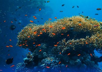 63.964 Struktur Karang Ditenggelamkan Untuk Memperkaya Ekosistem Bawah Laut Bali