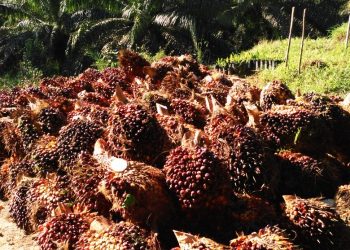 Tahun Baru 2021 Dibuka dengan Harga Referensi CPO Melesat Naik, Bea Keluar USD 74/MT