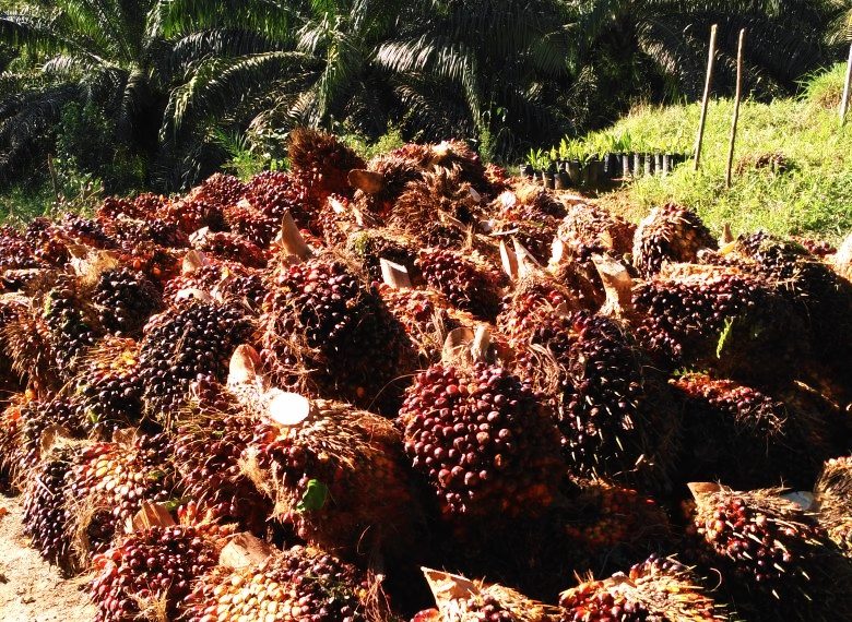 Tahun Baru 2021 Dibuka dengan Harga Referensi CPO Melesat Naik, Bea Keluar USD 74/MT