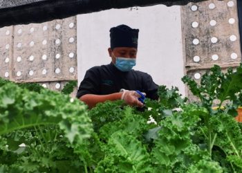 Hari Gizi dan Makanan, Hotel THE 1O1 Bogor Hadirkan Makanan Sehat dari Hydroponik