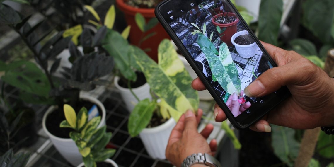 Penjualan Tanaman Hias Lewat Online