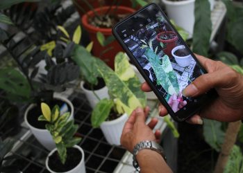 Penjualan Tanaman Hias Lewat Online