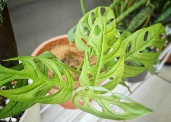 Harganya Bikin Geleng-geleng, Nasib Janda Bolong Bakal Seperti Gelombang Cinta?