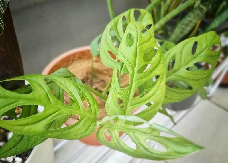 Harganya Bikin Geleng-geleng, Nasib Janda Bolong Bakal Seperti Gelombang Cinta?