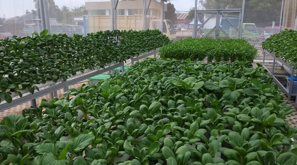 Sarana Jaya Gulirkan Program CSR Terbaru, Urban Farming ke Masyarakat Nuansa Pondok Kelapa