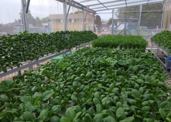 Sarana Jaya Gulirkan Program CSR Terbaru, Urban Farming ke Masyarakat Nuansa Pondok Kelapa
