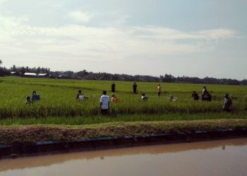 Pupuk Indonesia Perkuat Program Agrosolution di Berbagai Wilayah Tanah Air