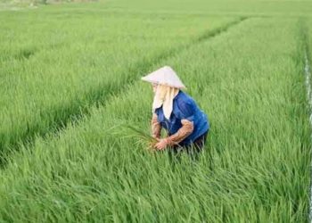 Kabupaten Mukomuko Masih Memiliki 1.400 Lahan Yang Belum Dicetak Jadi Sawah