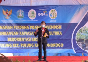 Geliat Peningkatan Ekspor via Tanam Perdana Tanaman Pisang Cavendish