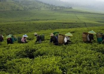 Begini Cara Kementan Dukung Program Gratieks