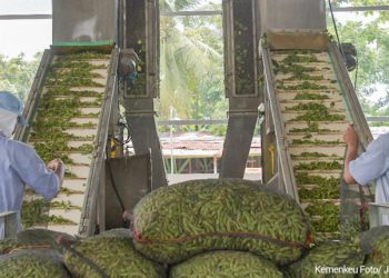 Jember Ekspor 21 Ton Edamame via Penyediaan Lahan dan Kerjasama Operasional