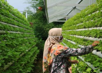 Penjualan Bayam Meningkat Meski Pandemi