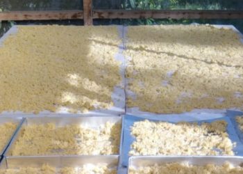 Suport Ketahanan Pangan, PTPN XI Kembangkan Potensi Beras Pisang